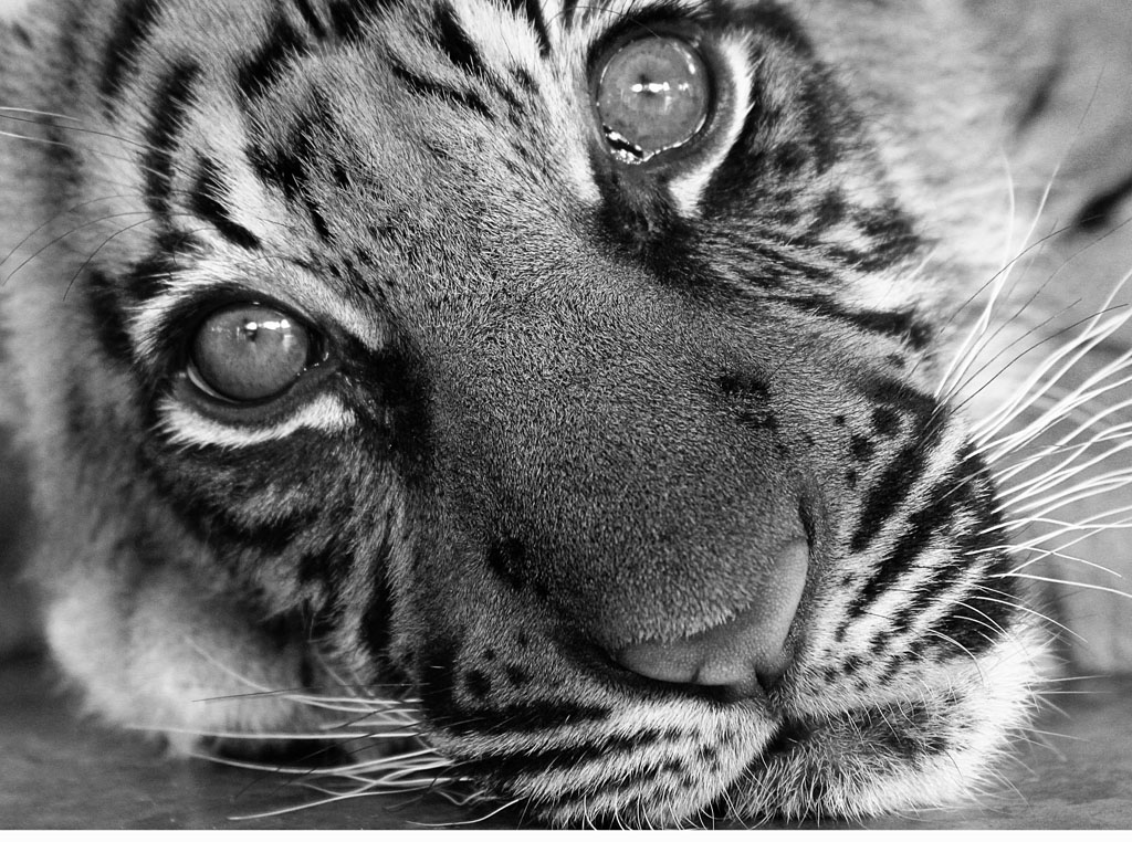 Tigre della Tailandia