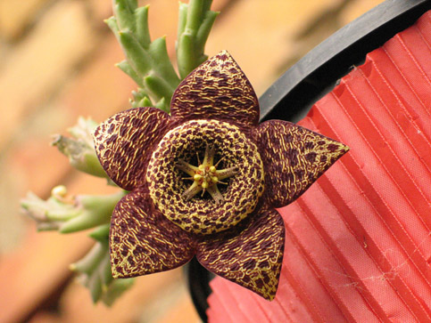 Fiore di pianta grassa