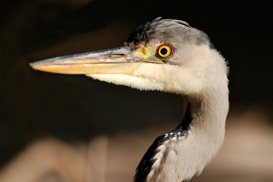 Incontro ravvicinato del mio tipo