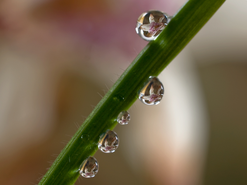 ...riflessi d'orchidea....