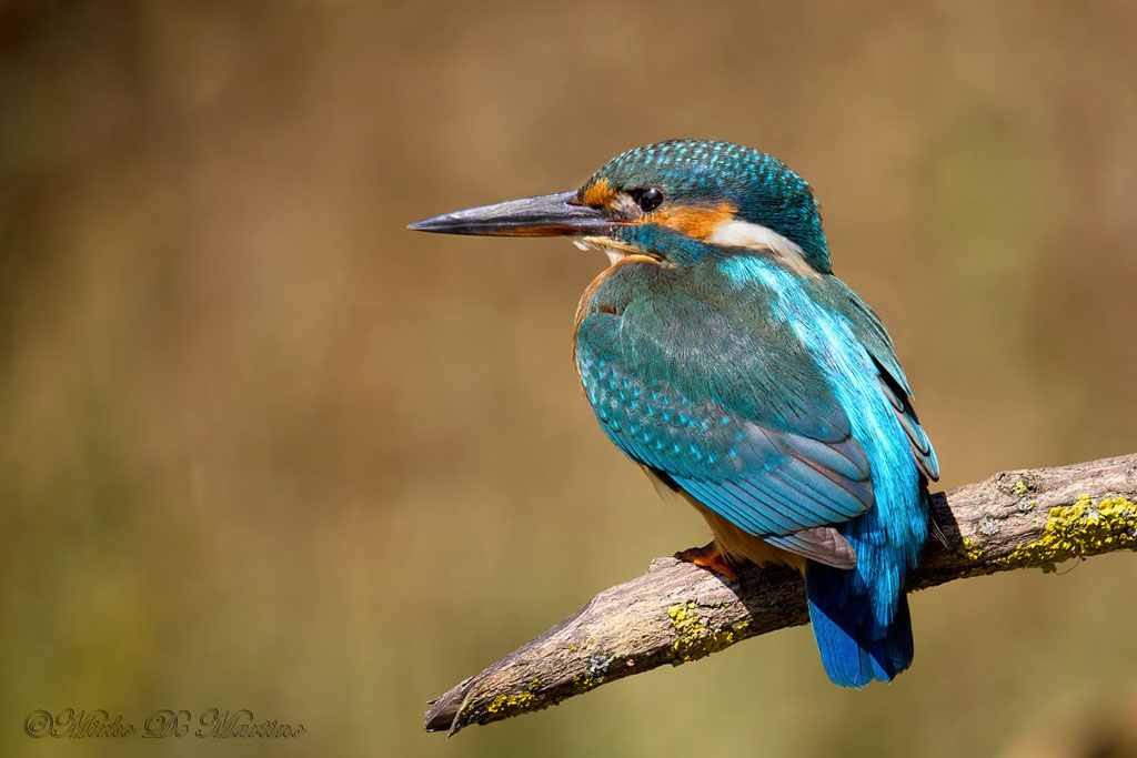 il mio primo martino