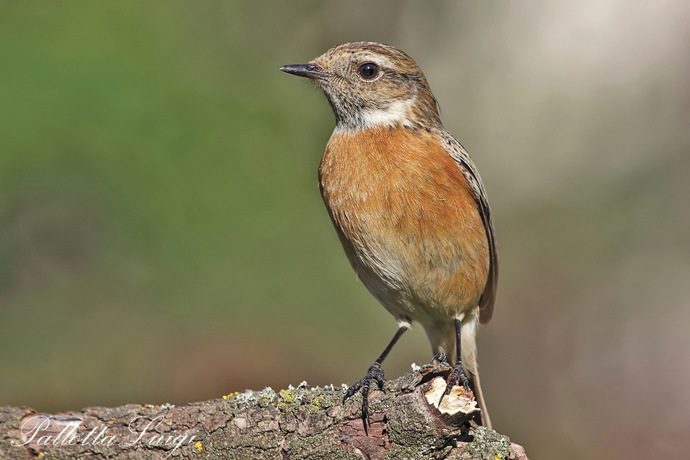 Saltimpalo (Saxicola torquata)