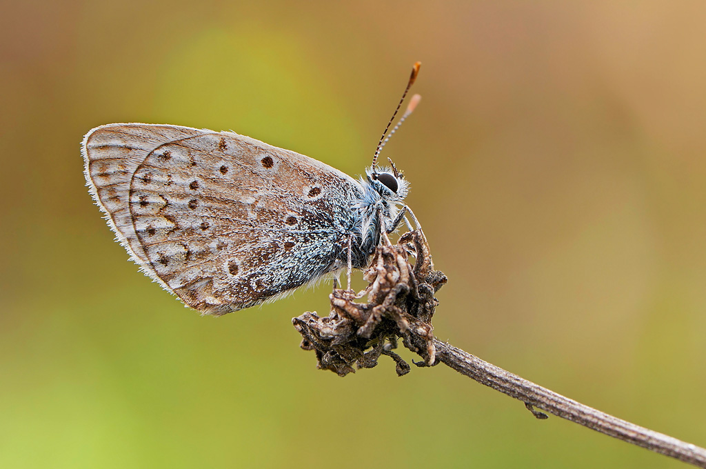 Licenide di novembre