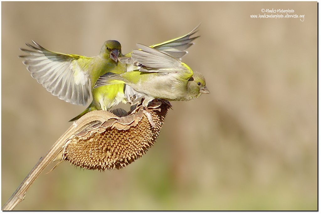 Verdoni in atterraggio
