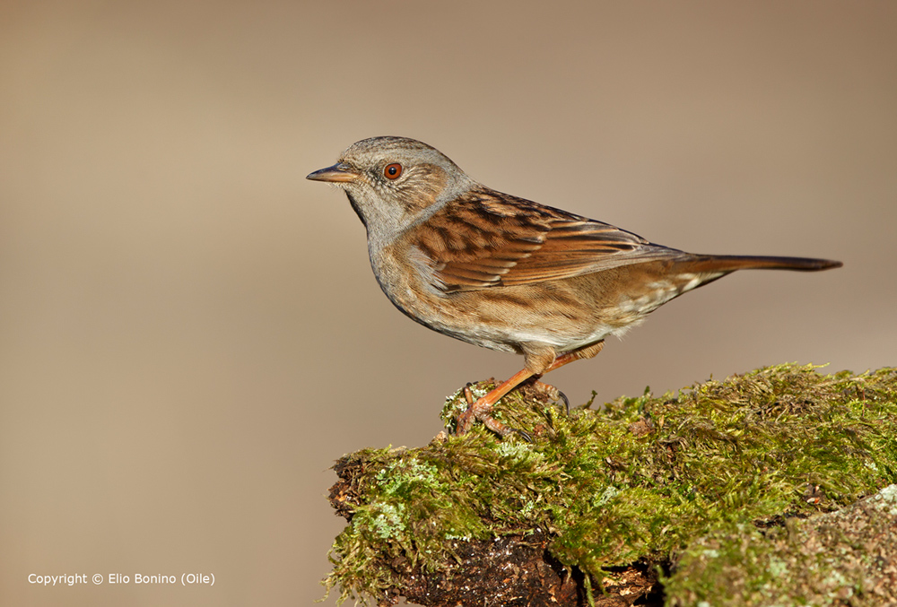 Passera scopaiola (Prunella modularis)