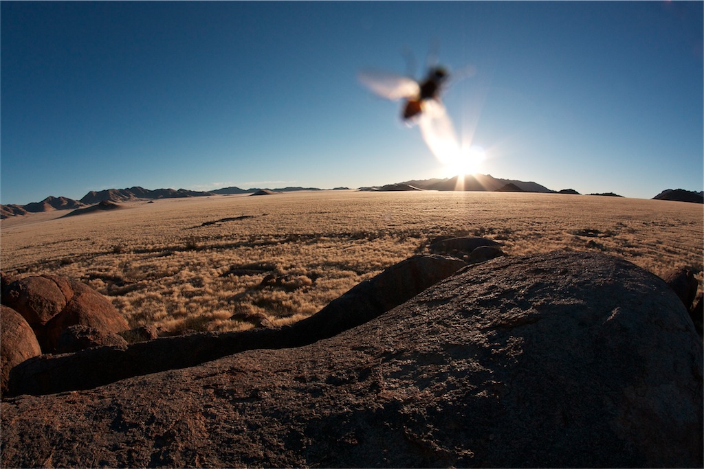 Namibian fly