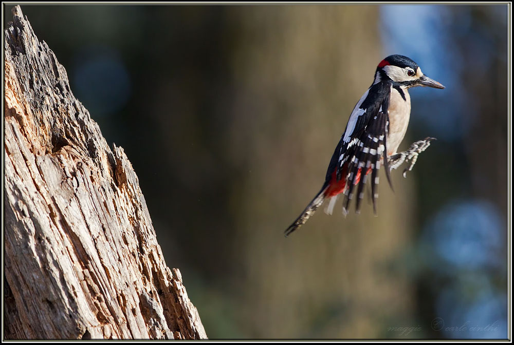 picchio rosso maggiore