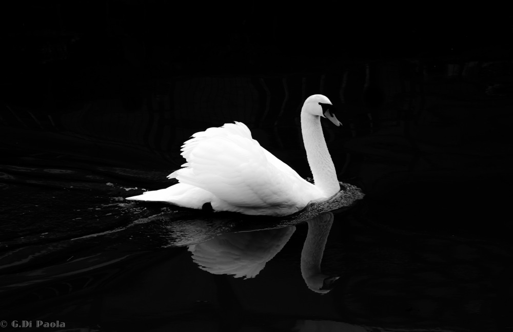 Il cigno allo specchio