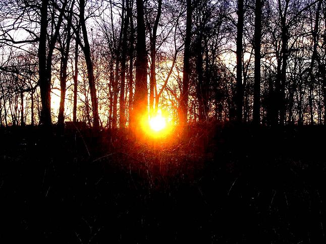 Tramonto sul bosco nero