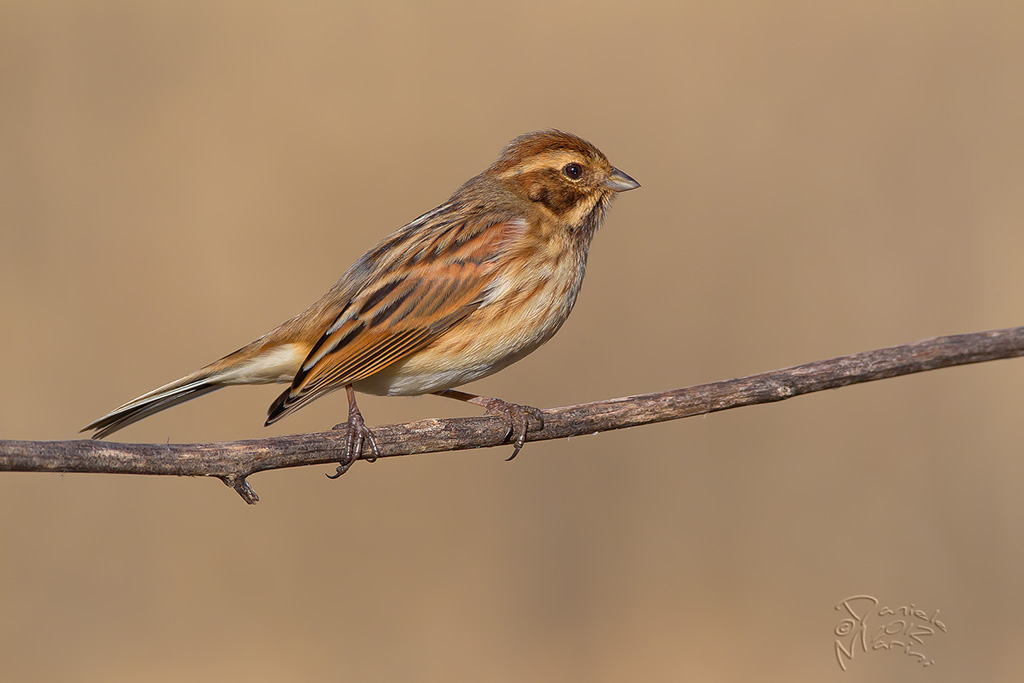 Migliarino di palude