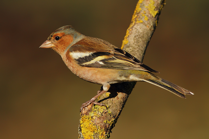 FRINGUELLO MASCHIO........