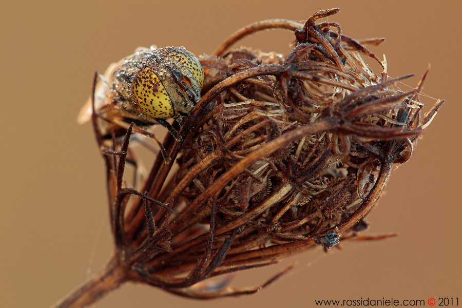 uno sguardo a pois...