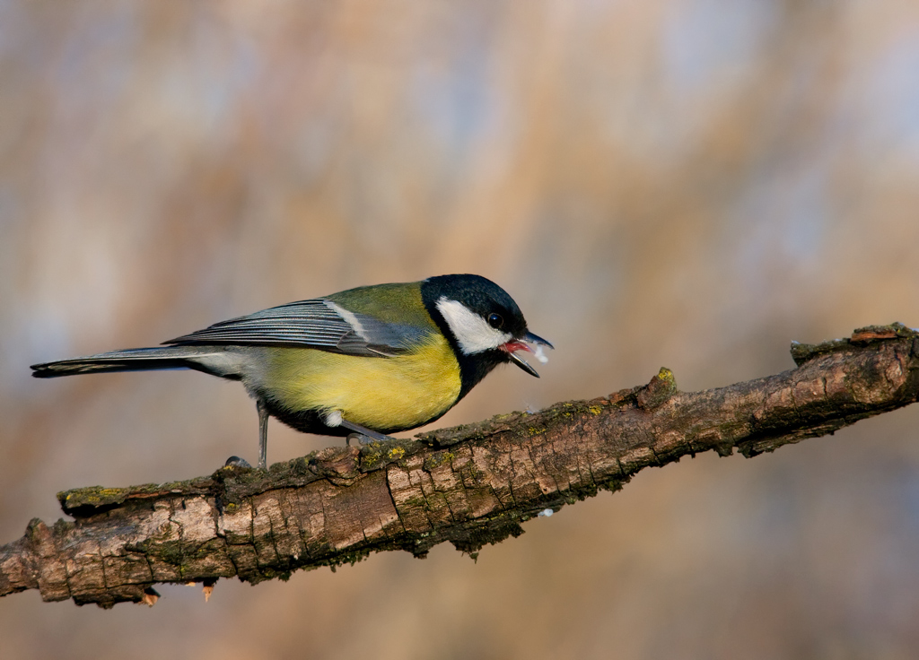 una cinciallegra affamata