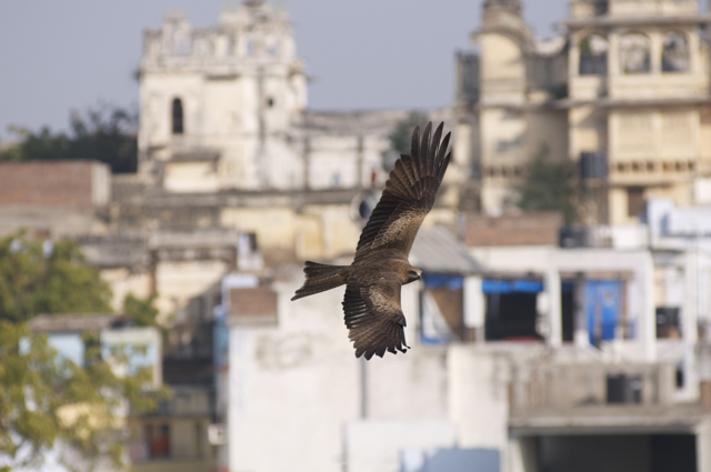 Black Kite in Udaipur