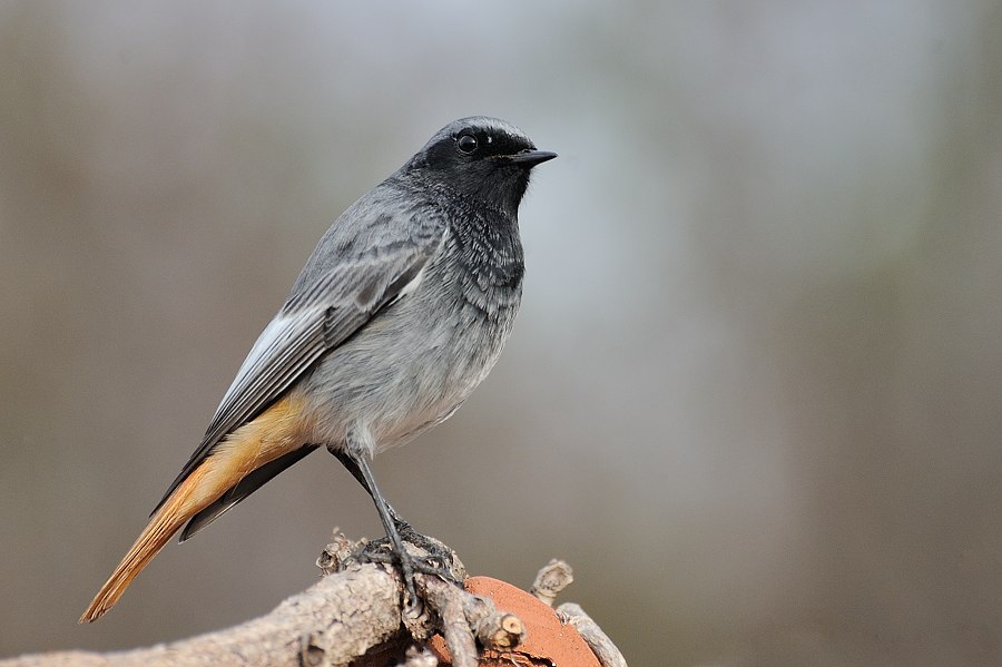 Codirosso Spazzacamino