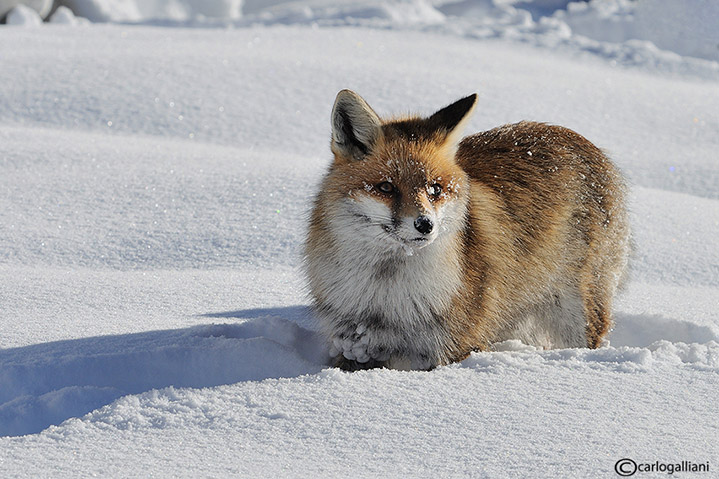 Volpe nella neve