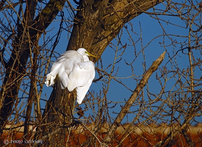 airone bianco maggiore