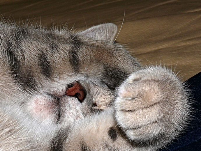 Lasciatemi dormire!!!!!