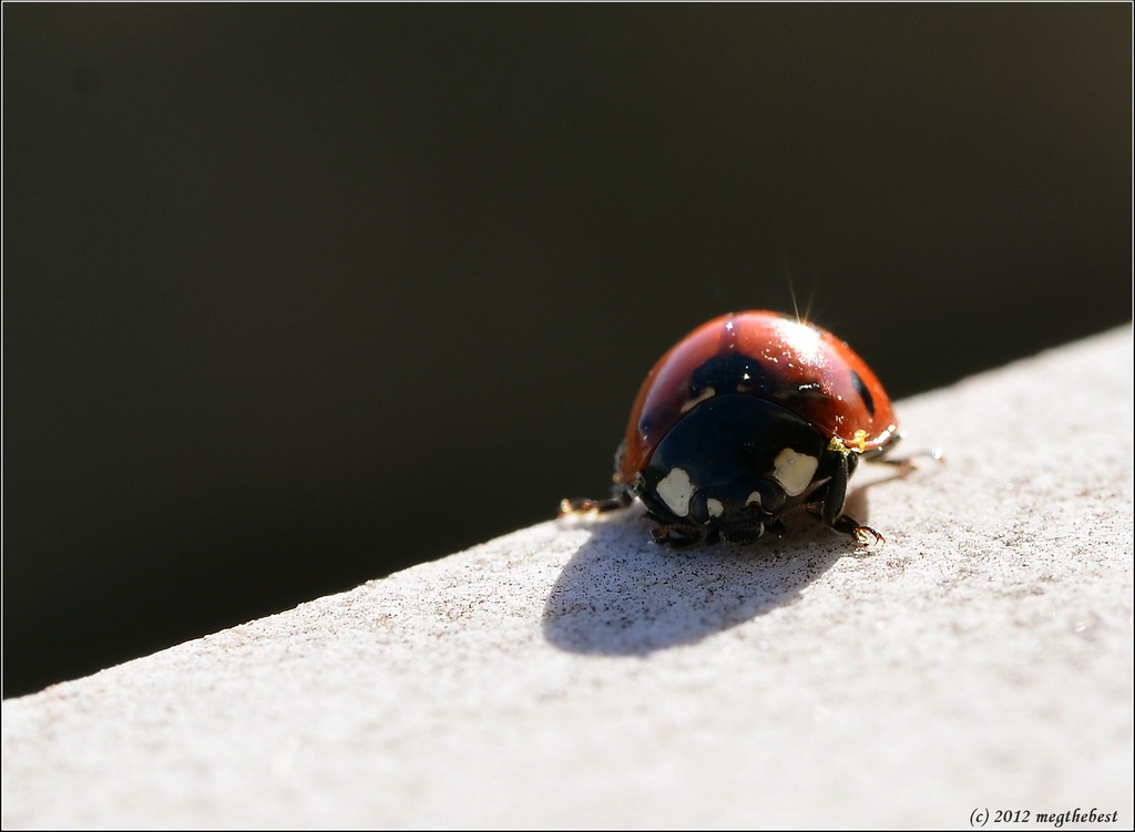 Coccinella in inverno