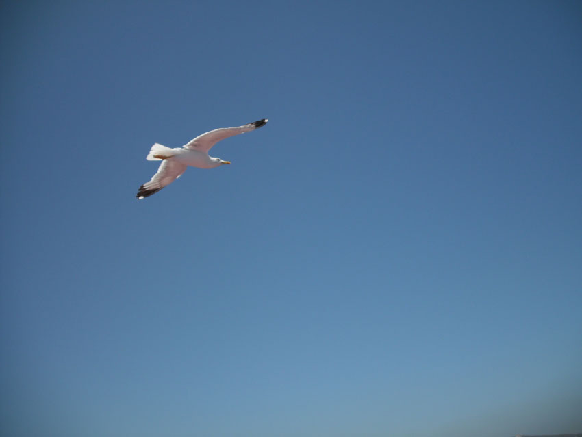 gabbiano preso in volo