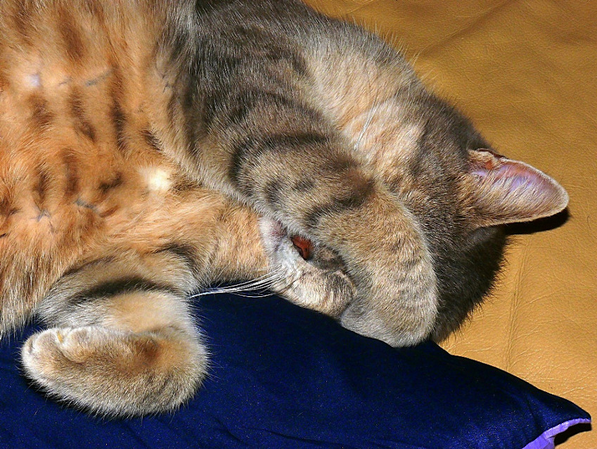 Lasciatemi dormire 2!!!!!