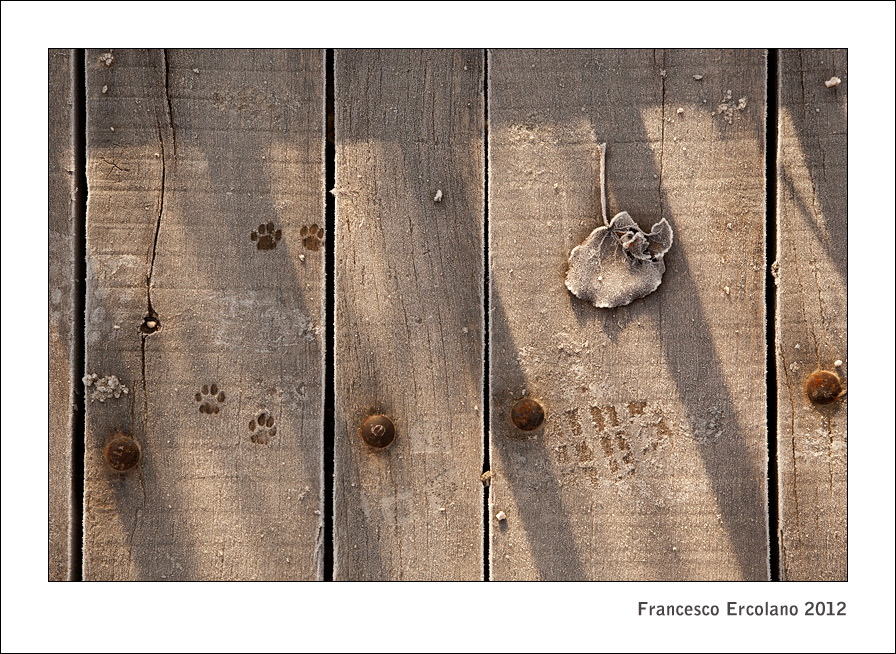 Dove gli alberi piangono...