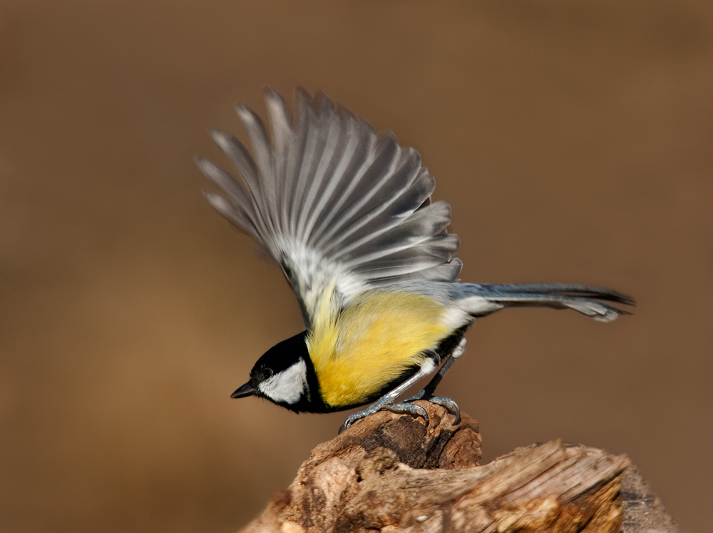 lo stacco della cinciallegra