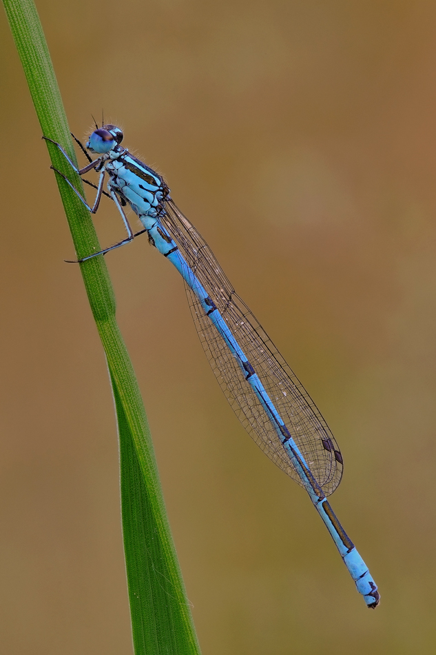Coenagrion puella