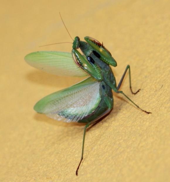 Mantide Religiosa