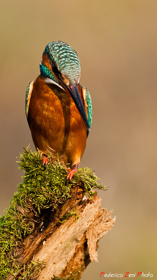 Martino adagiato sul muschio...