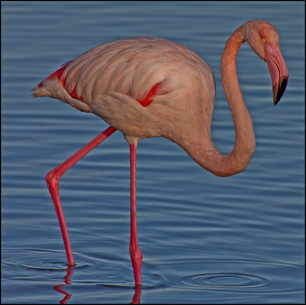 Incontro in Camargue