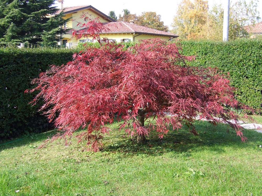 giapponesino in giardino