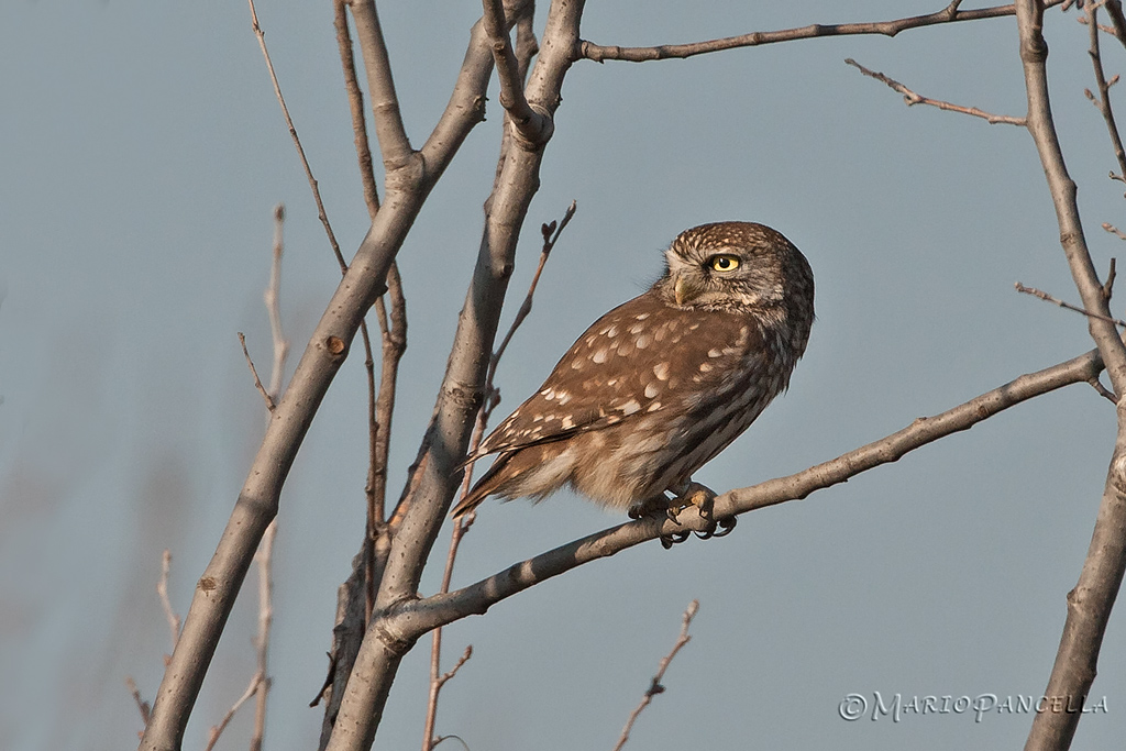 Civetta -Athene noctua