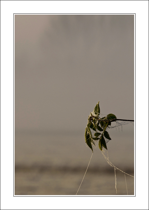 I pianti gi� pianti..