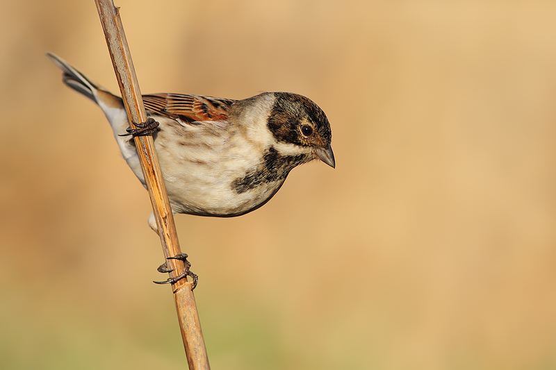MIGLIARINO DI PALUDE