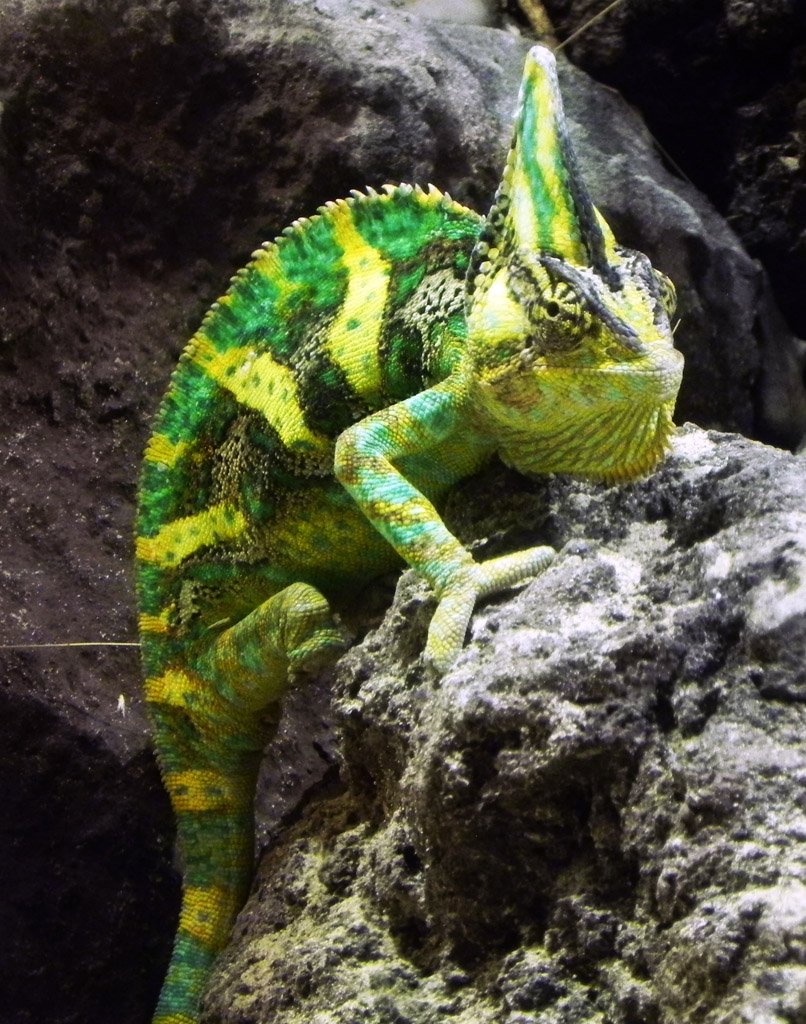 Uno.. Due.. Tre.. Stella!