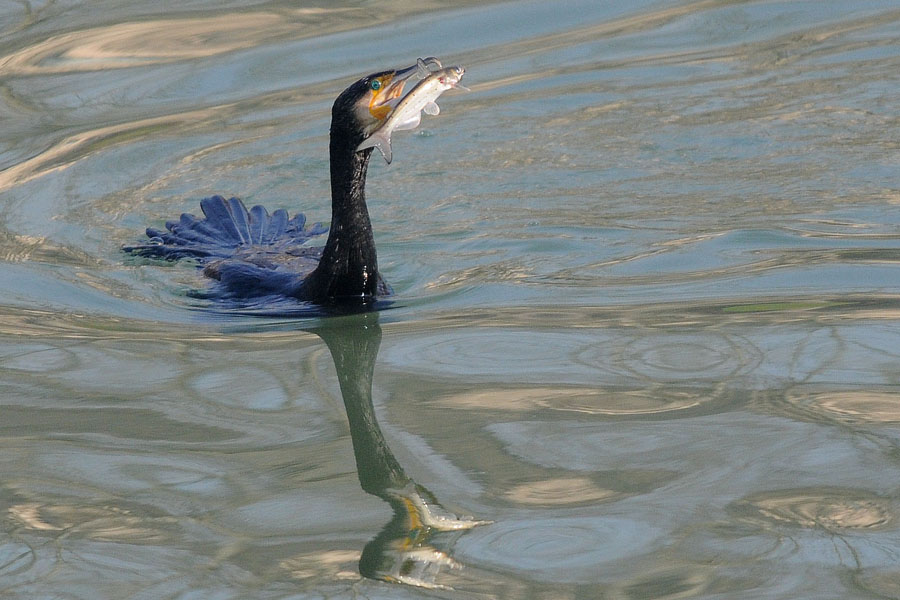 cormorano