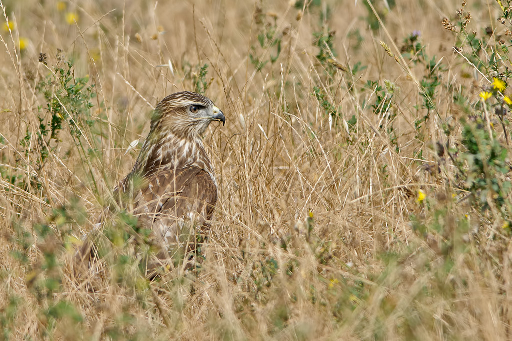 In attesa della preda.   Poiana (buteo buteo)