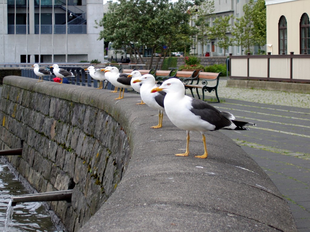 Gabbiani a Reykjavik