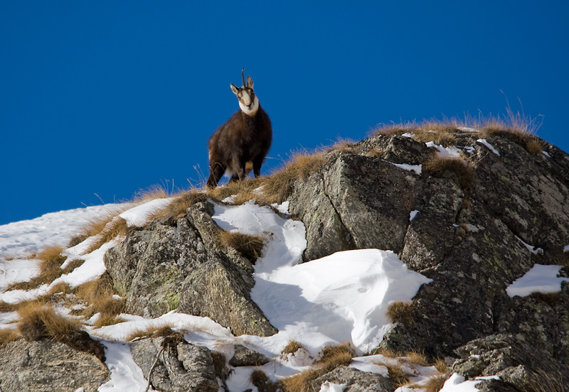 Camoscio - Rupicapra