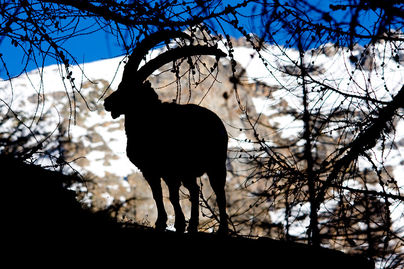 Parco Nazionale Gran Paradiso