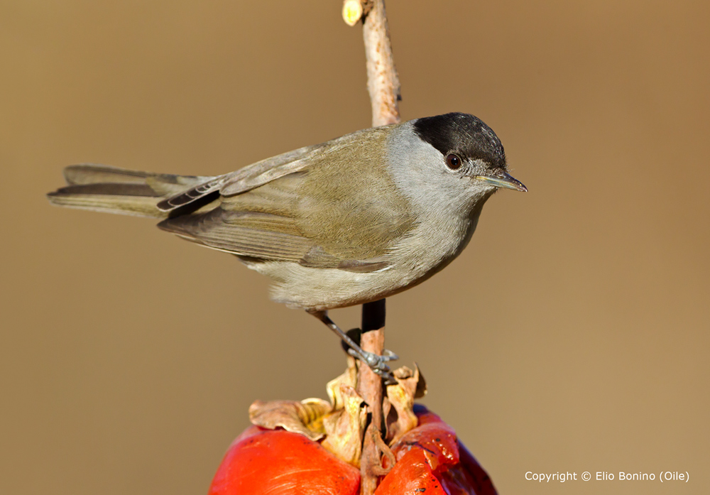 Capinera maschio (Sylvia atricapilla)