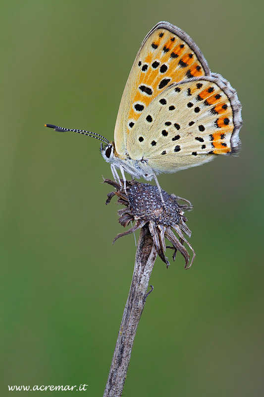Lycaena tityrus