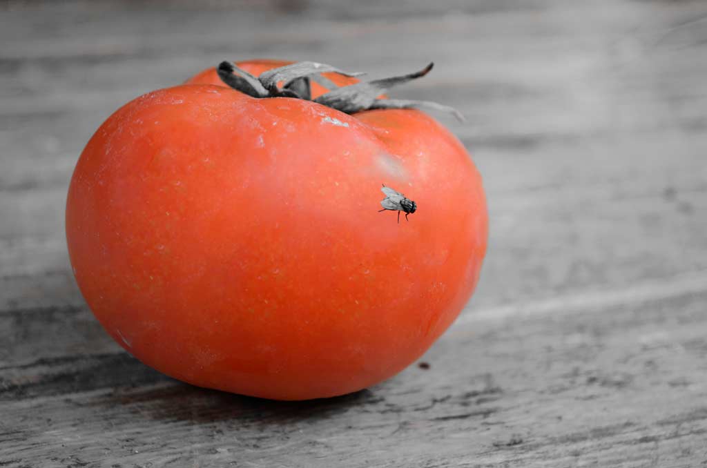 Pomodoro Rosso