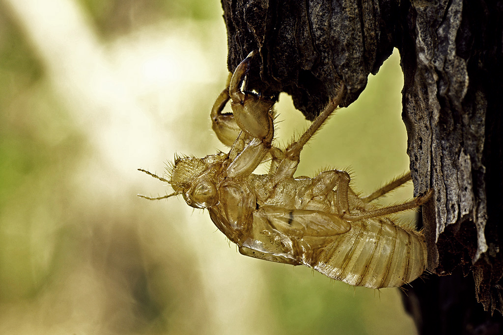 Exuvia di cicala