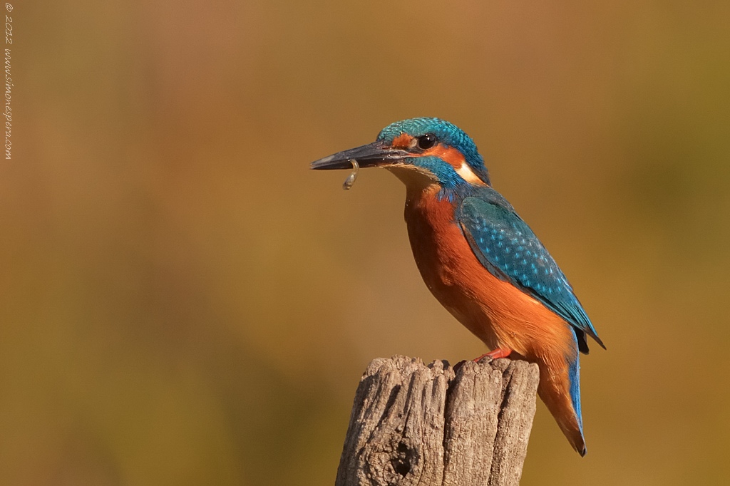 Martin pescatore (Alcedo atthis)