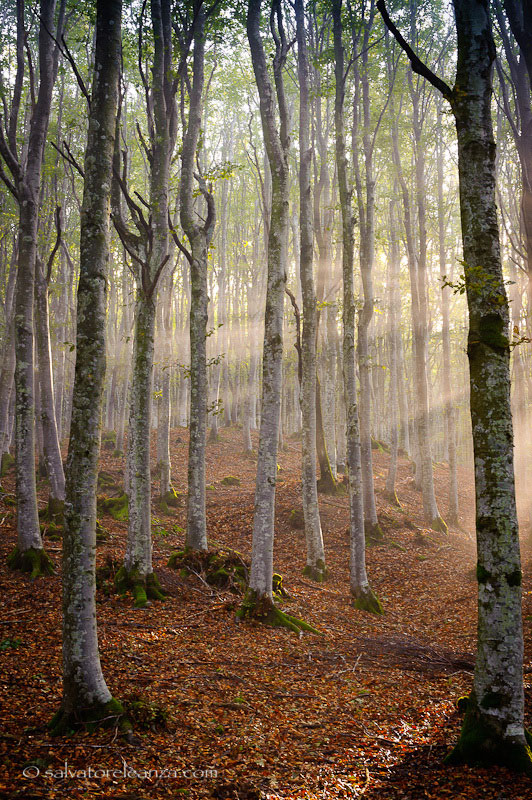 Foreste Casentinesi