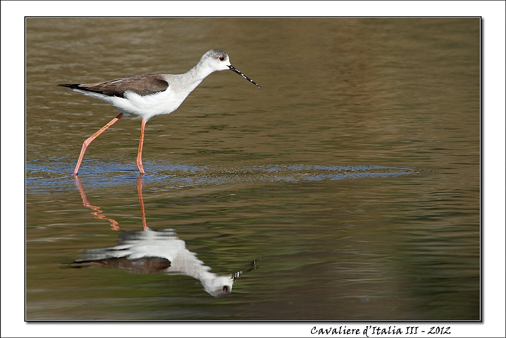 Cavaliere d'Italia 3