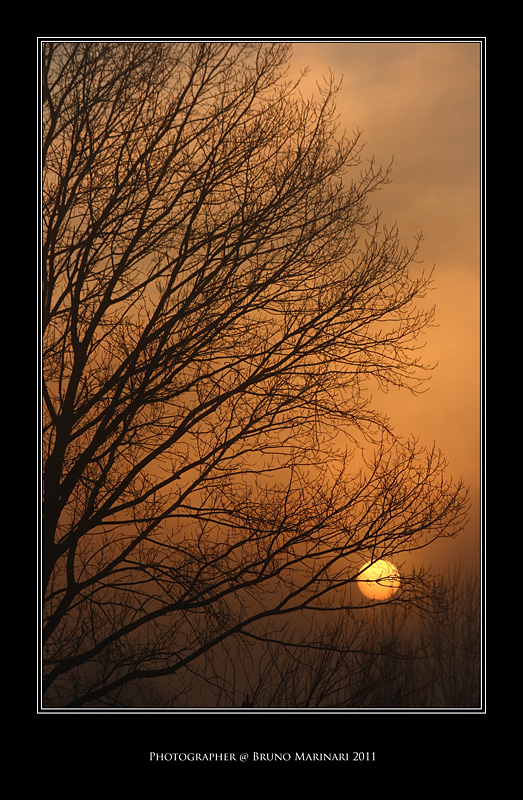 Il sole tra foschia e rami