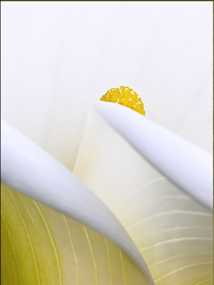 Le geometrie della calla